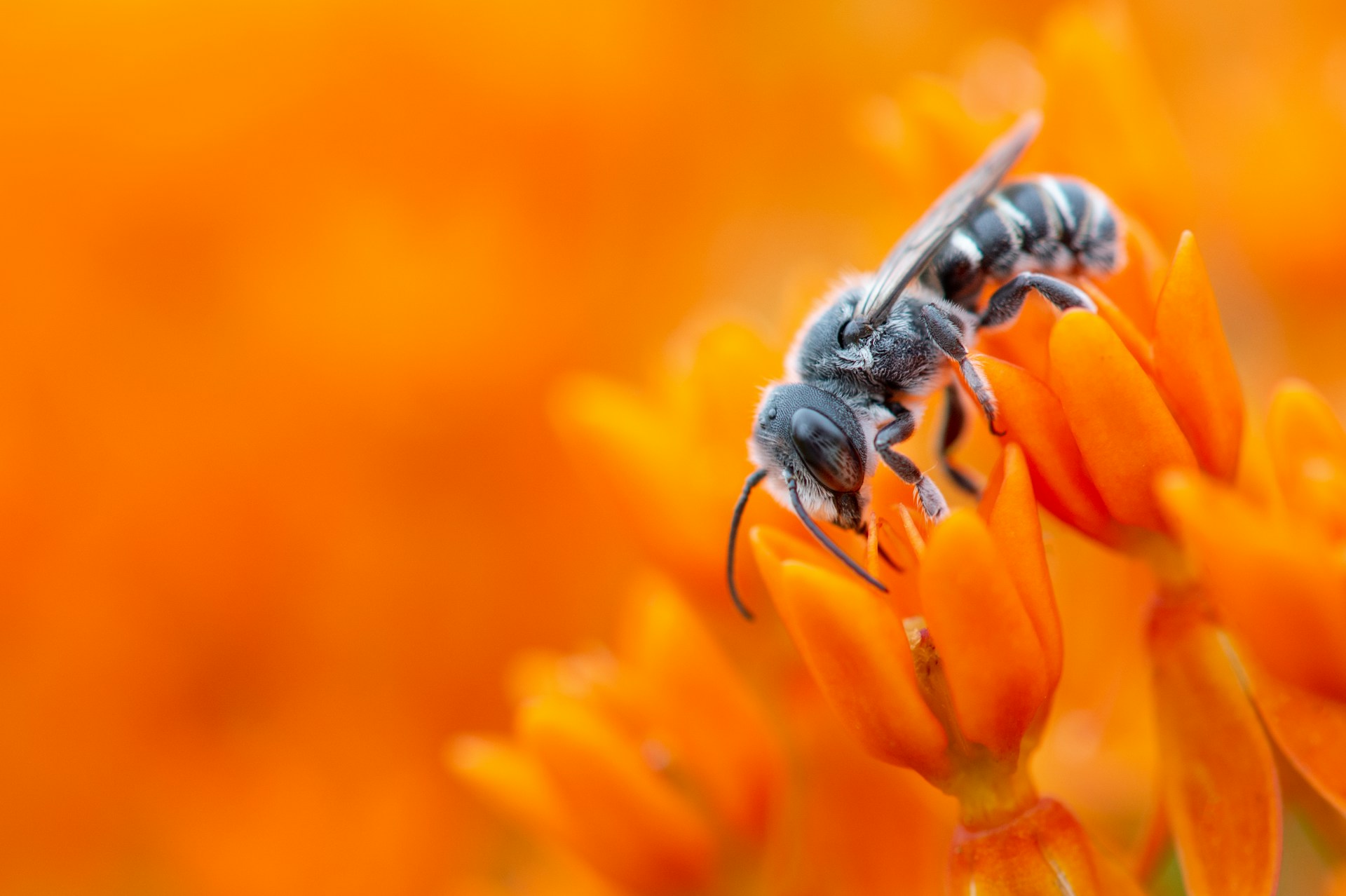 likely a Leaf Cutting Bee (Megachile Chelostomoides) on some Butterfly Weed flowers. Ray Hennessy